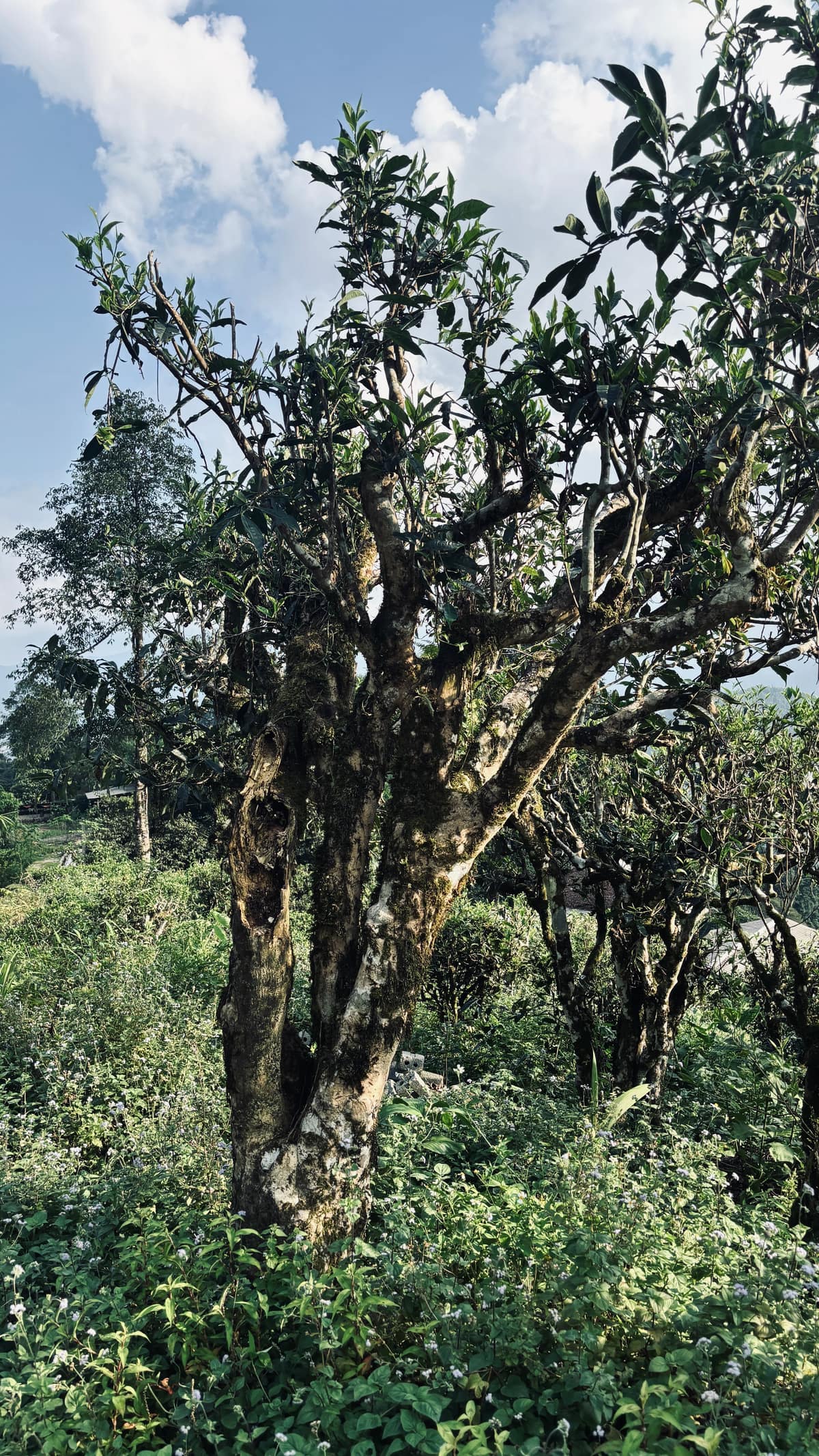 Cây trà trong vùng nguyên liệu